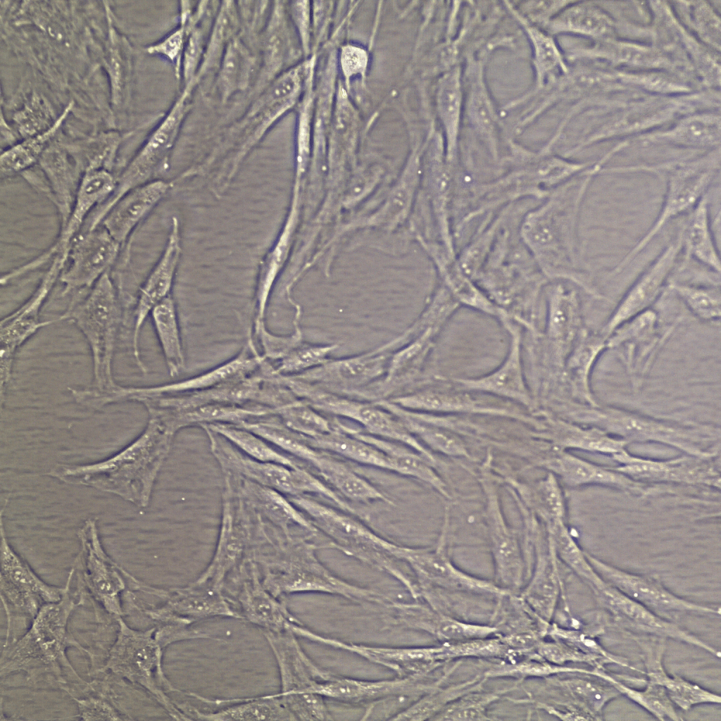 Мезенхимальные стволовые клетки взрослого человека